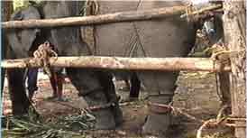 elephant training